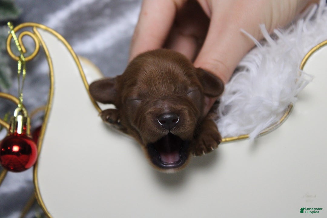 Cavapoo dogs for sale: Rosie - Ad 1