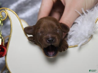 Cavapoo dogs Rosie - Ad 6