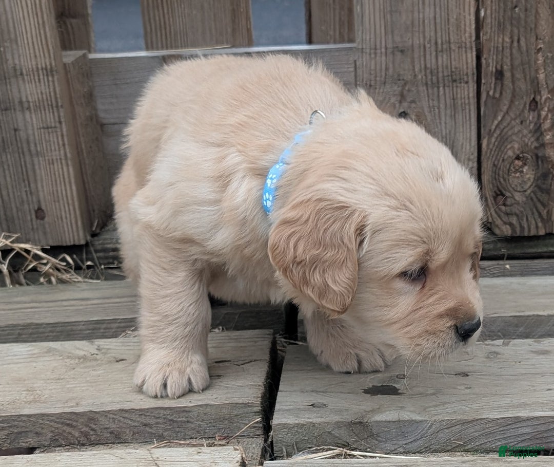 Golden Retriever dogs for sale: Rocky - Ad 2