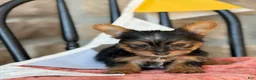 Yorkshire Terrier dogs for sale: Biscuit - Ad 12