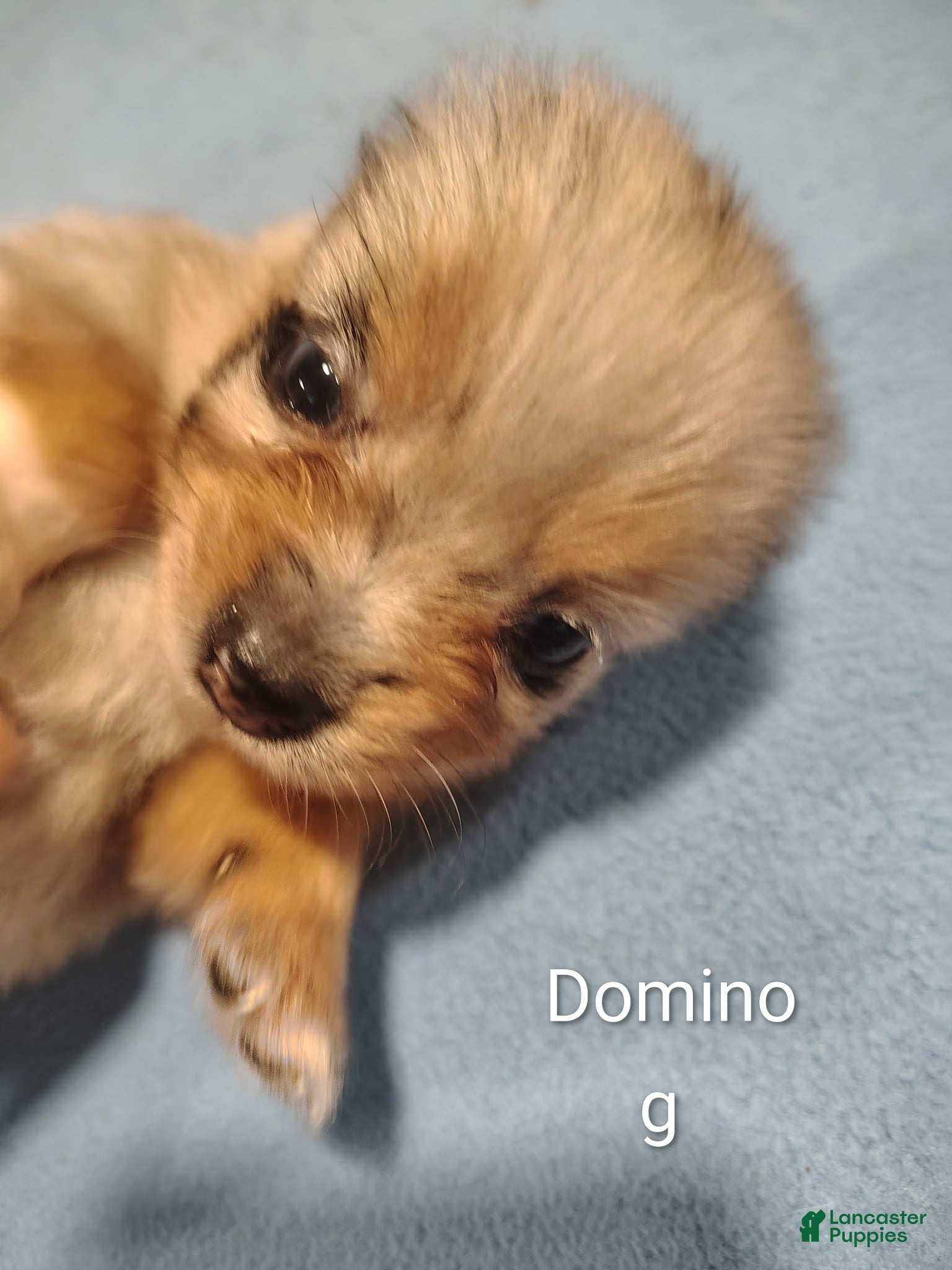 Pomeranian dogs Domino - Ad 30