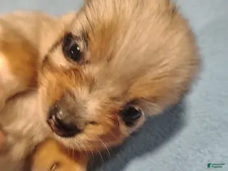 Pomeranian dogs Domino - Ad 30