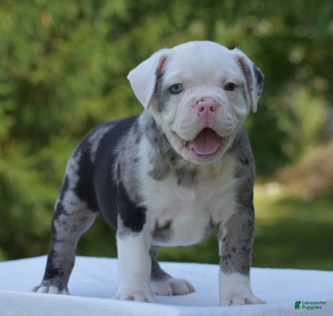 Mixed Breed dogs for sale: Prettia bully bulldog hybrid  - Ad 46
