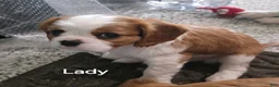 Cavalier King Charles Spaniel dogs for sale: Cavalier King Charles Spaniel 2 - Ad 4