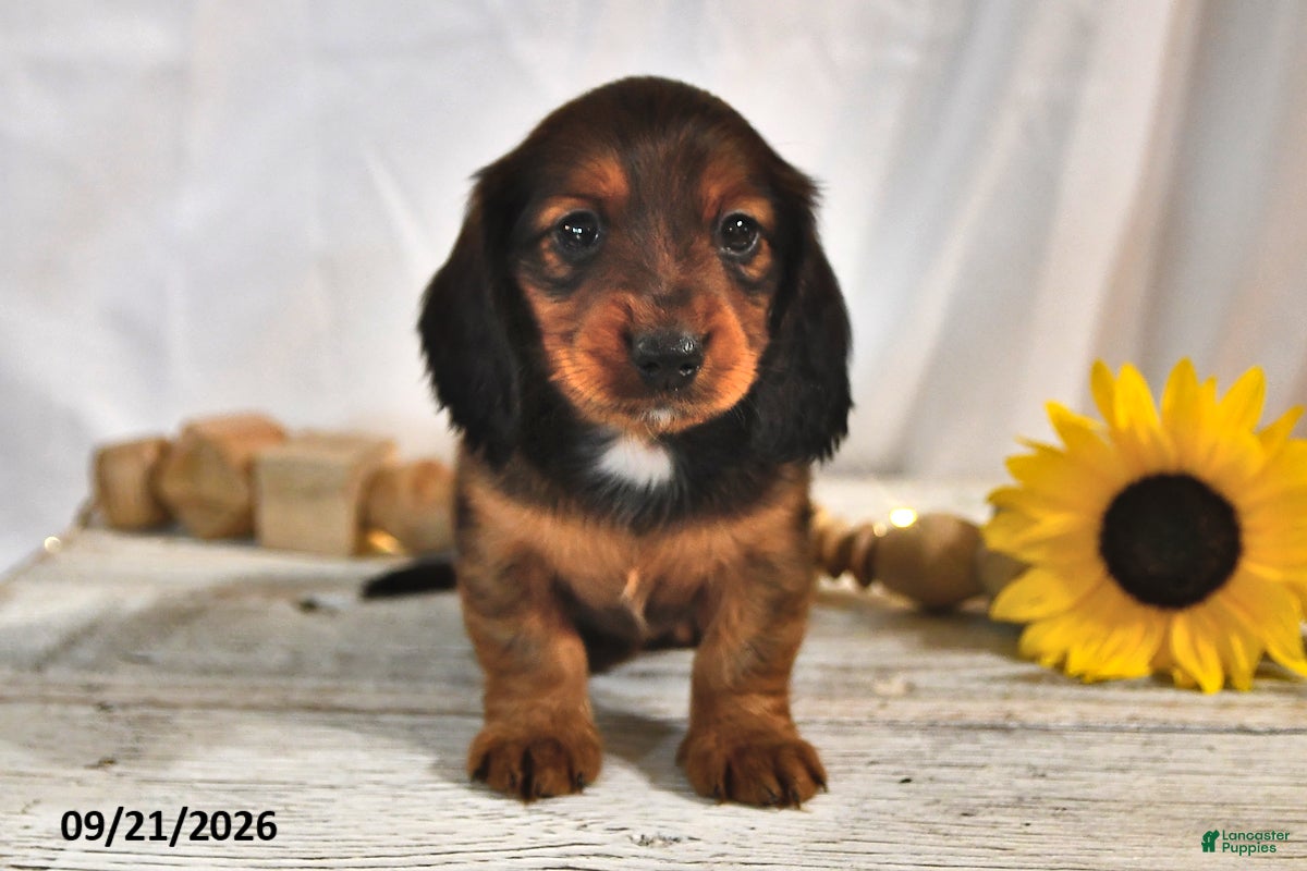 Miniature Dachshund dogs Mocha - Ad 1