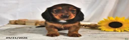 Miniature Dachshund dogs for sale: Mocha - Ad 1