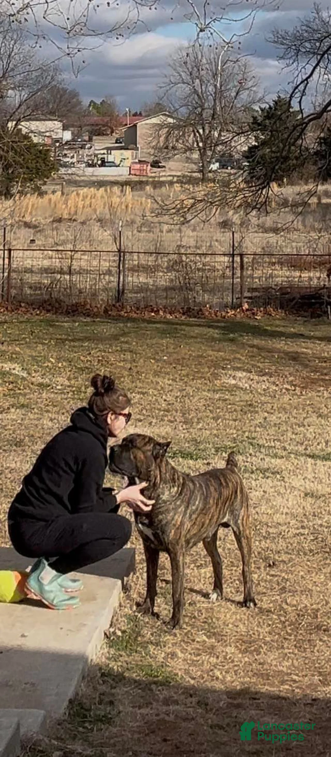 Cane Corso dogs for sale: Baloo  - Ad 10