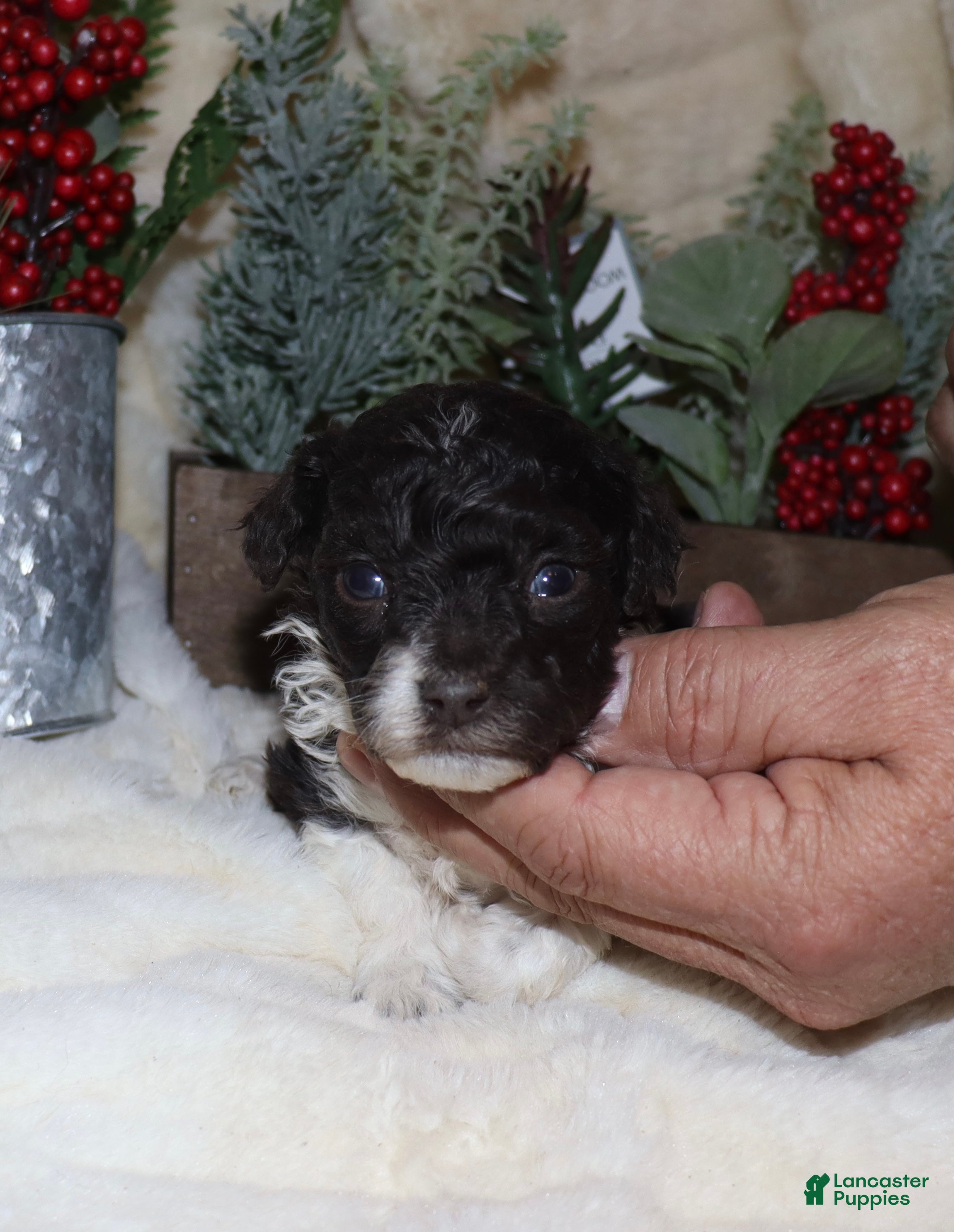 Toy Poodle dogs Chad - Ad 4