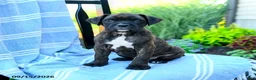 Boxer dogs for sale: Owen - Ad 4