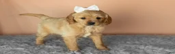 Mixed Breed dogs for sale: Bella  - Ad 4