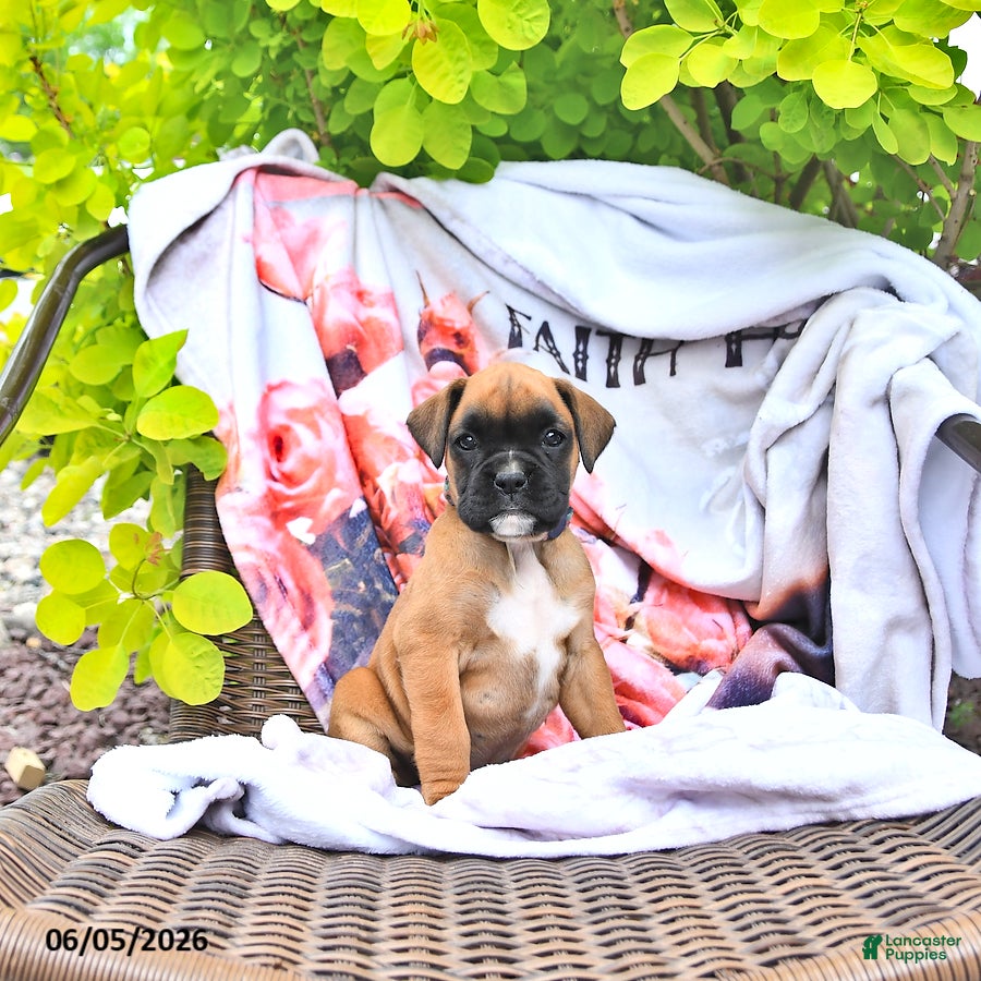 Boxer dogs Natalie - Ad 2