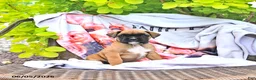 Boxer dogs for sale: Natalie - Ad 2