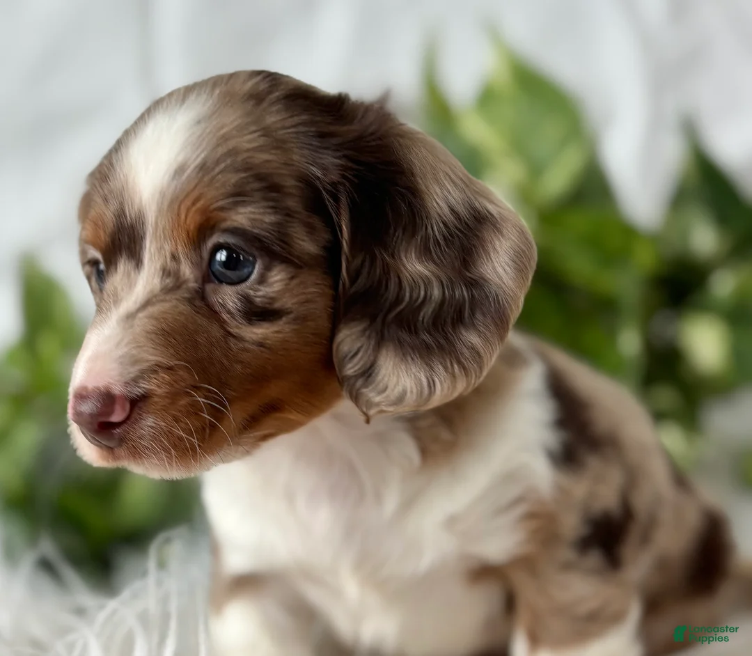 Miniature Dachshund dogs for sale: Special Baby Miniature Dachshund  - Ad 4