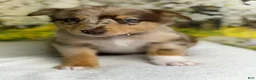 Australian Shepherd dogs for sale: Australian Shepherd lynxley - Ad 7