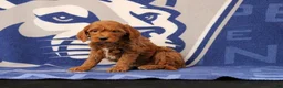 Mini Goldendoodle dogs for sale: Eva - Ad 2