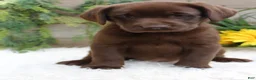 Labrador Retriever dogs for sale: Anika - Ad 7