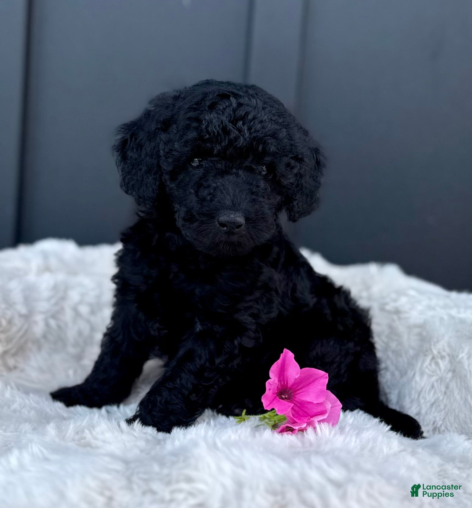 Mini Goldendoodle dogs SAWYER - Ad 2