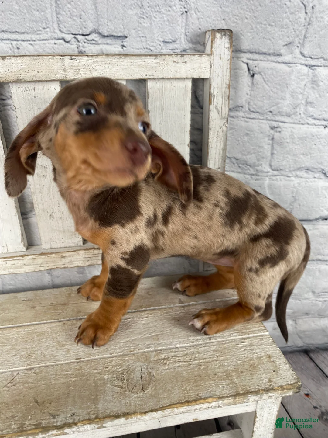 Miniature Dachshund dogs for sale: Layla - Ad 8