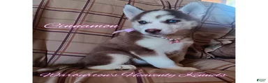 Siberian Husky Puppy 5