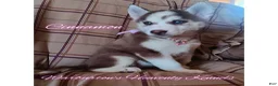 Siberian Husky dogs for sale: Siberian Husky Puppy 5 - Ad 1