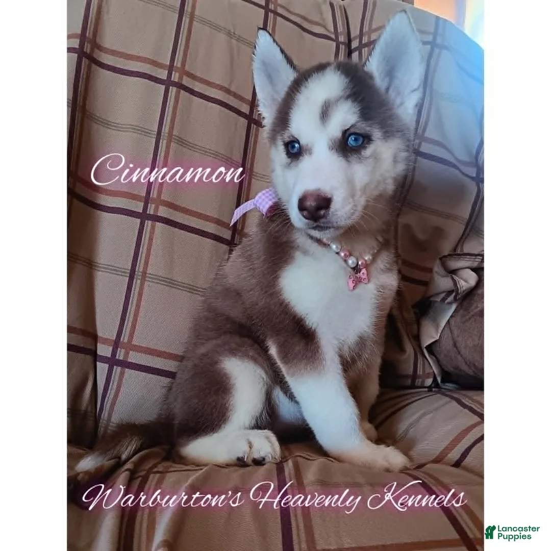 Siberian Husky dogs for sale: Siberian Husky Puppy 5 - Ad 1