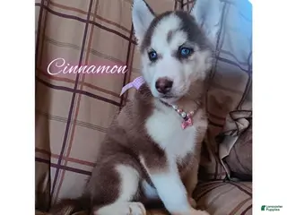 Siberian Husky dogs Siberian Husky Puppy 5 - Ad 29