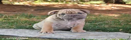 English Bulldog dogs for sale: Freedom - Ad 1