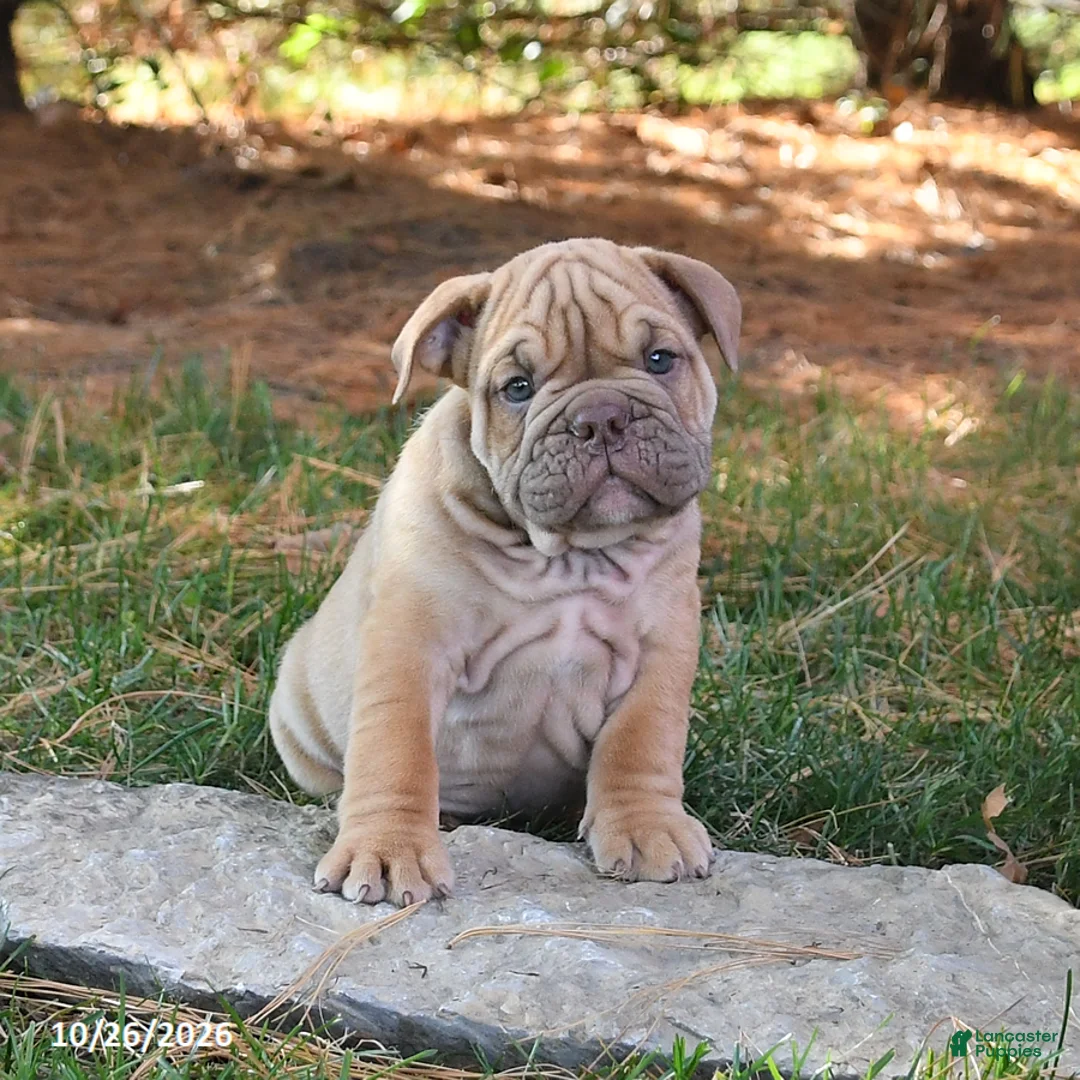 English Bulldog dogs for sale: Freedom - Ad 1