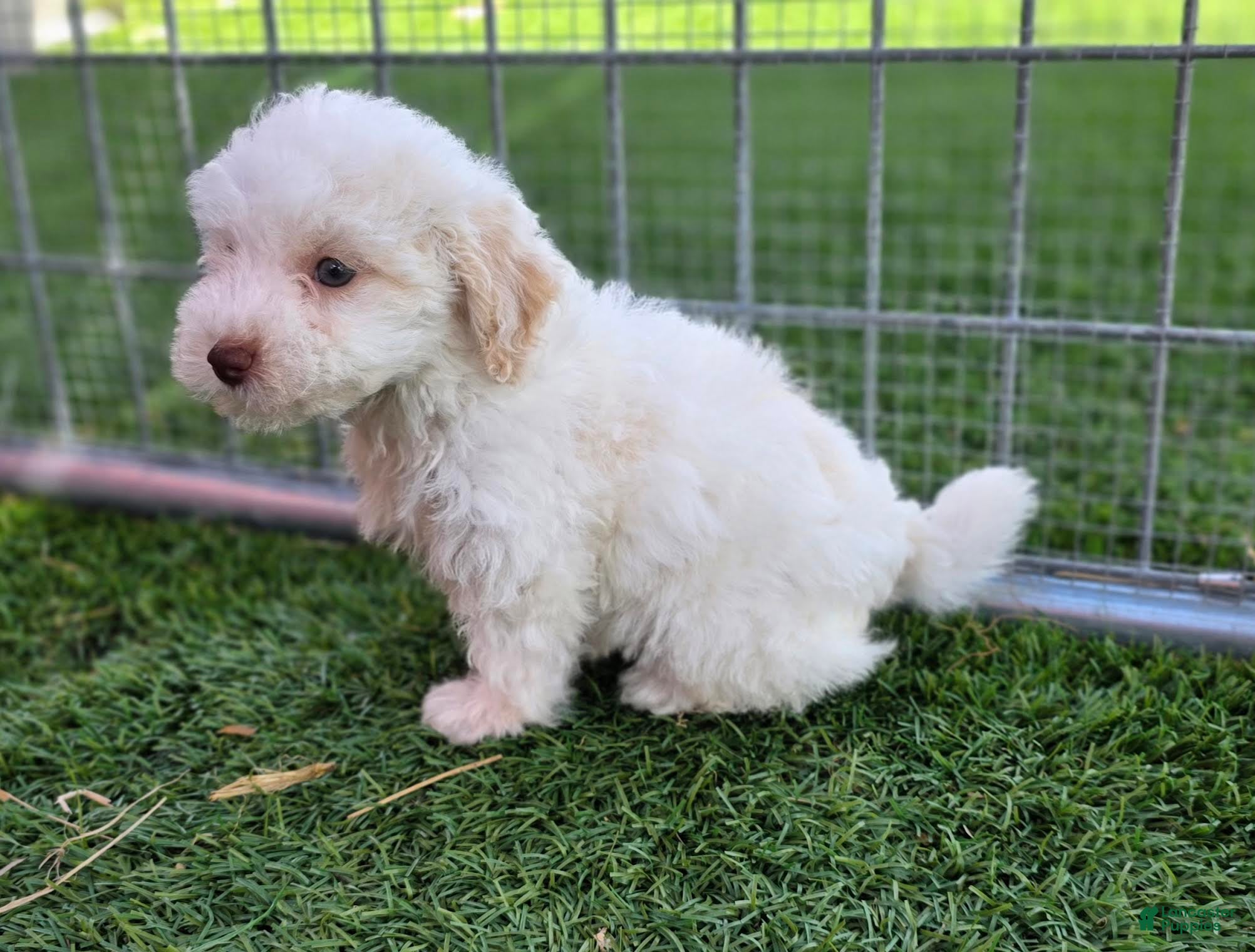 Miniature Poodle dogs Gaylord Miniature Poodle Puppy  - Ad 2