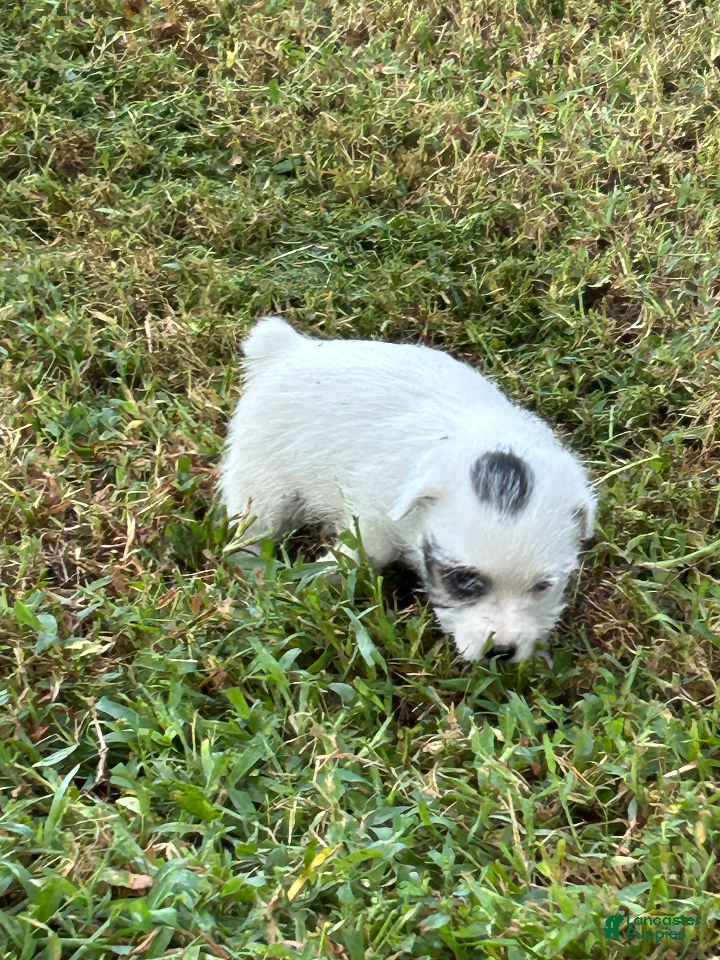 Jack Russell Terrier dogs Girl 1 - Ad 2