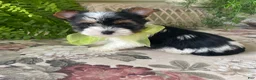 Biewer Terrier dogs for sale: Waldo - Ad 12