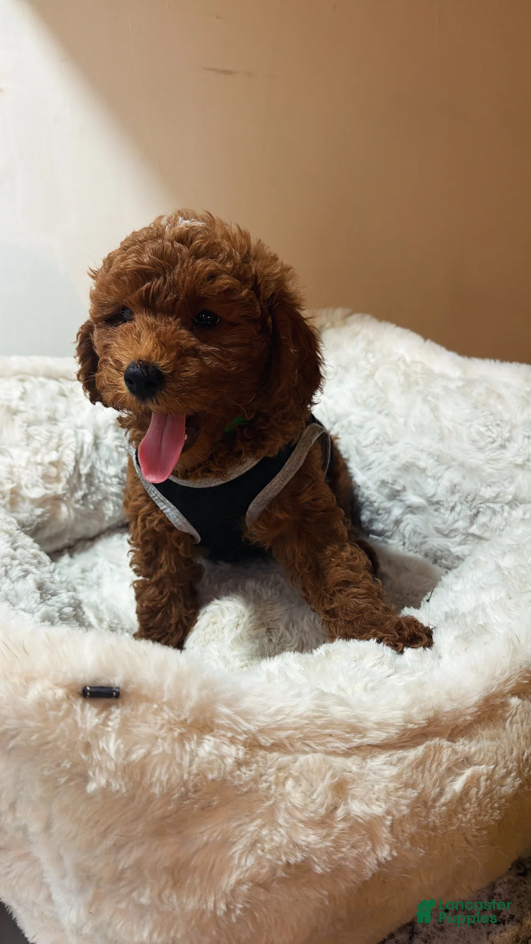 Cavapoo dogs for sale: Cosmos  - Ad 2