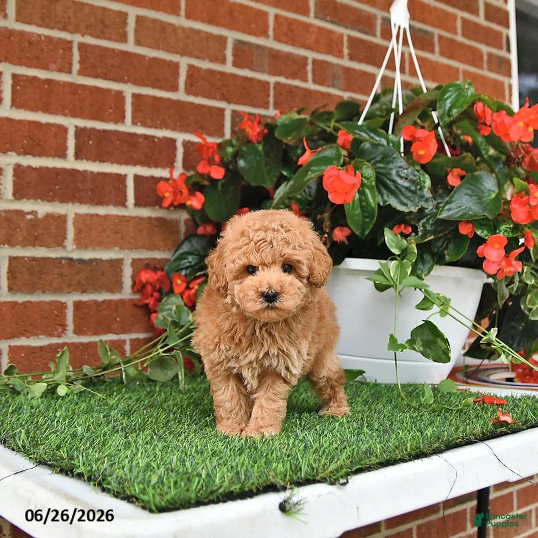 Toy Poodle dogs for sale: Teddy - Ad 1