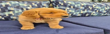 Golden Retriever 2