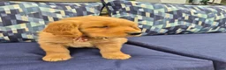 Golden Retriever dogs for sale: Golden Retriever 2 - Ad 1