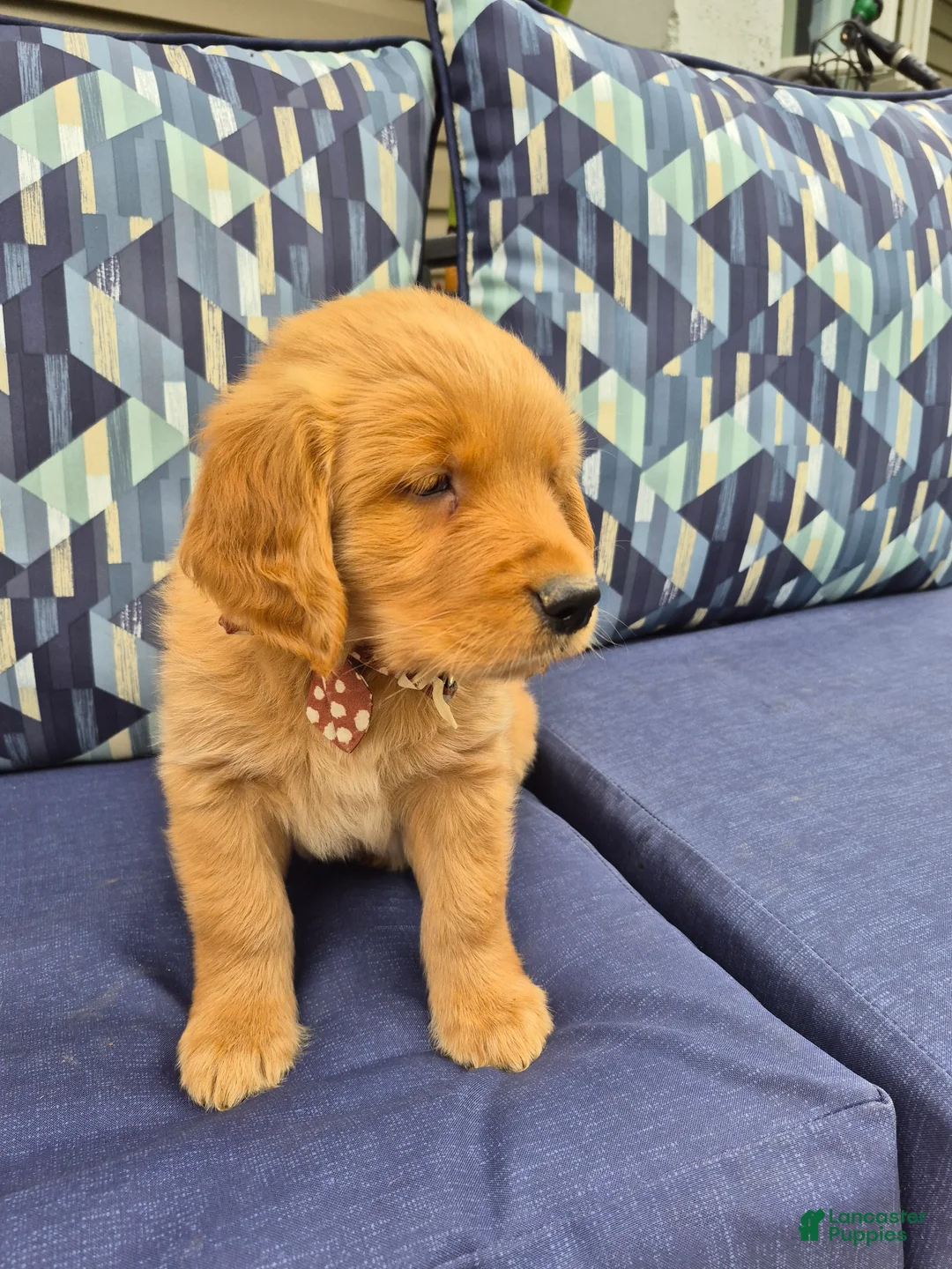 Golden Retriever dogs for sale: Golden Retriever 2 - Ad 1