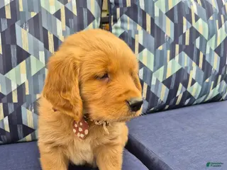 Golden Retriever dogs for sale: Golden Retriever 2 - Ad 2