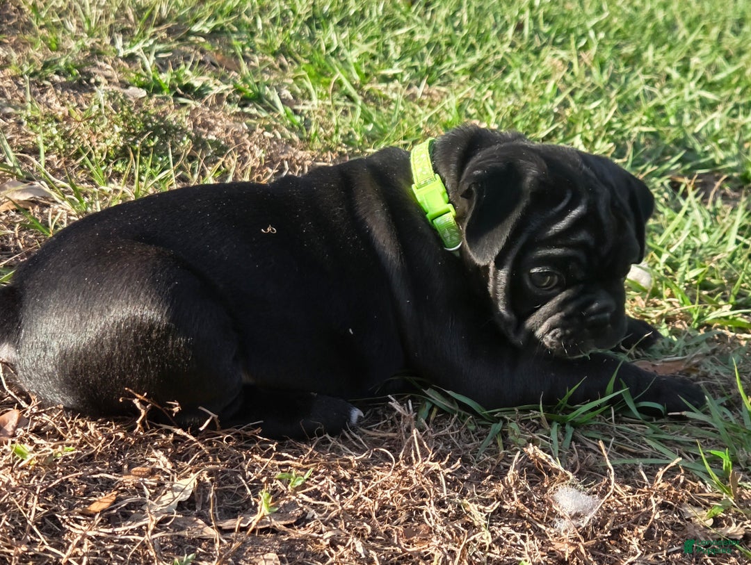 Mixed Breed dogs for sale: Winston  - Ad 3