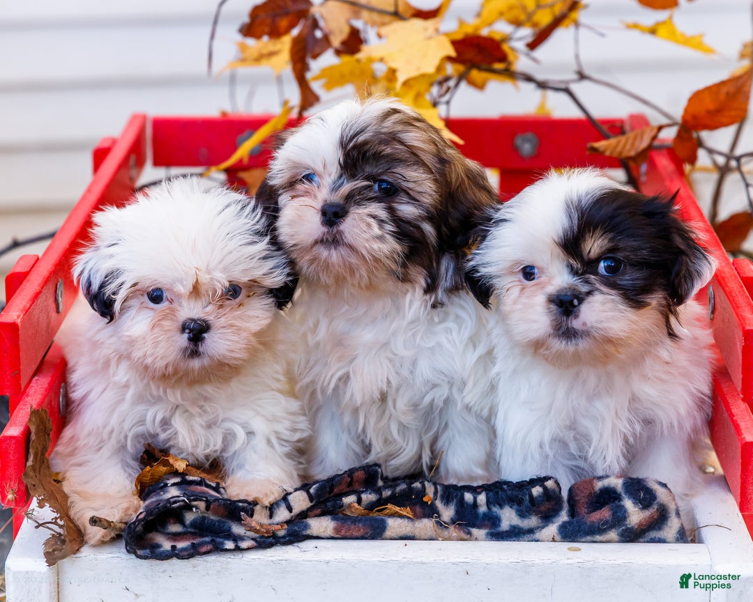 Shih Tzu dogs for sale: Lanceton - Ad 10