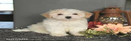 Maltipoo dogs for sale: Felix - Ad 3