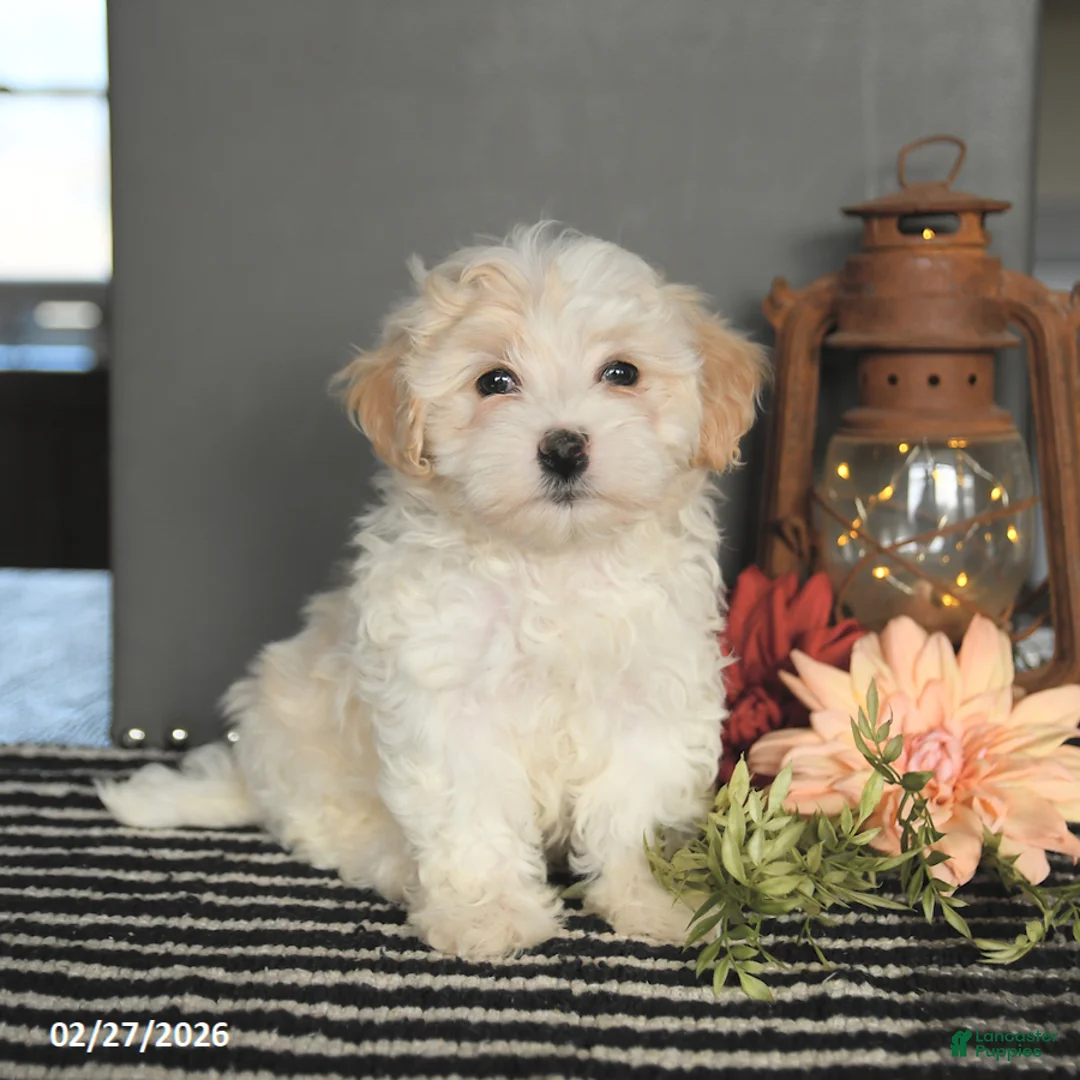 Maltipoo dogs for sale: Felix - Ad 3