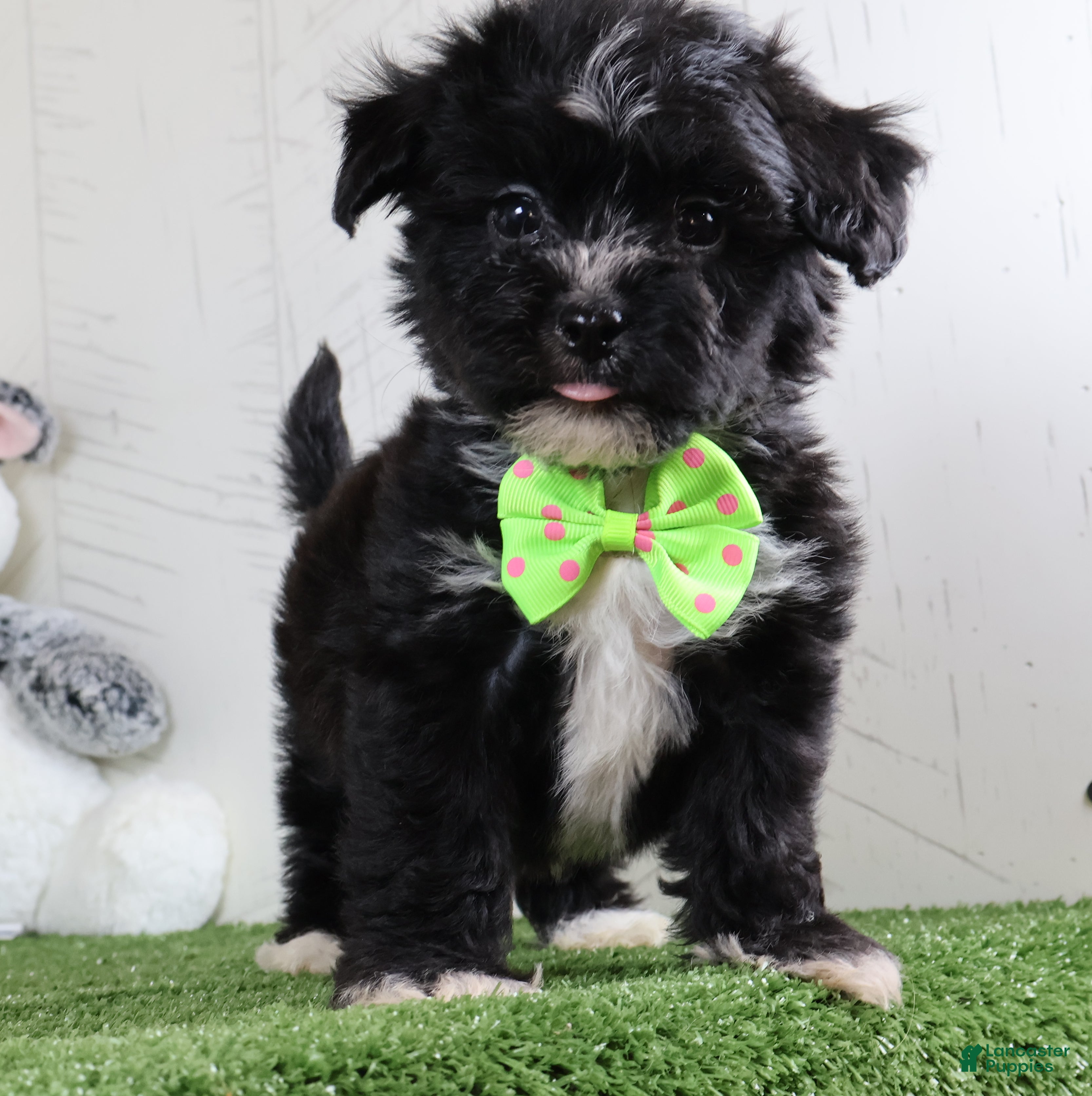 Teddy Bear dogs Carson - Ad 1