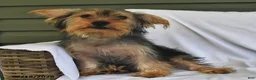 Yorkshire Terrier dogs for sale: Miney - Ad 3