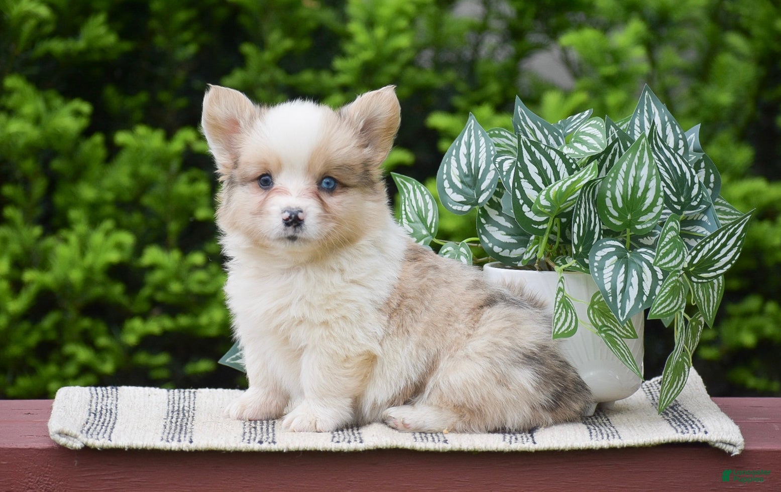 Welsh Corgi Pembroke dogs for sale: Falcon - Ad 4