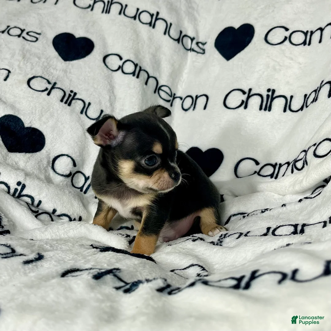 Chihuahua dogs for sale: Tiny Apollo Short Coat Tri - Ad 4