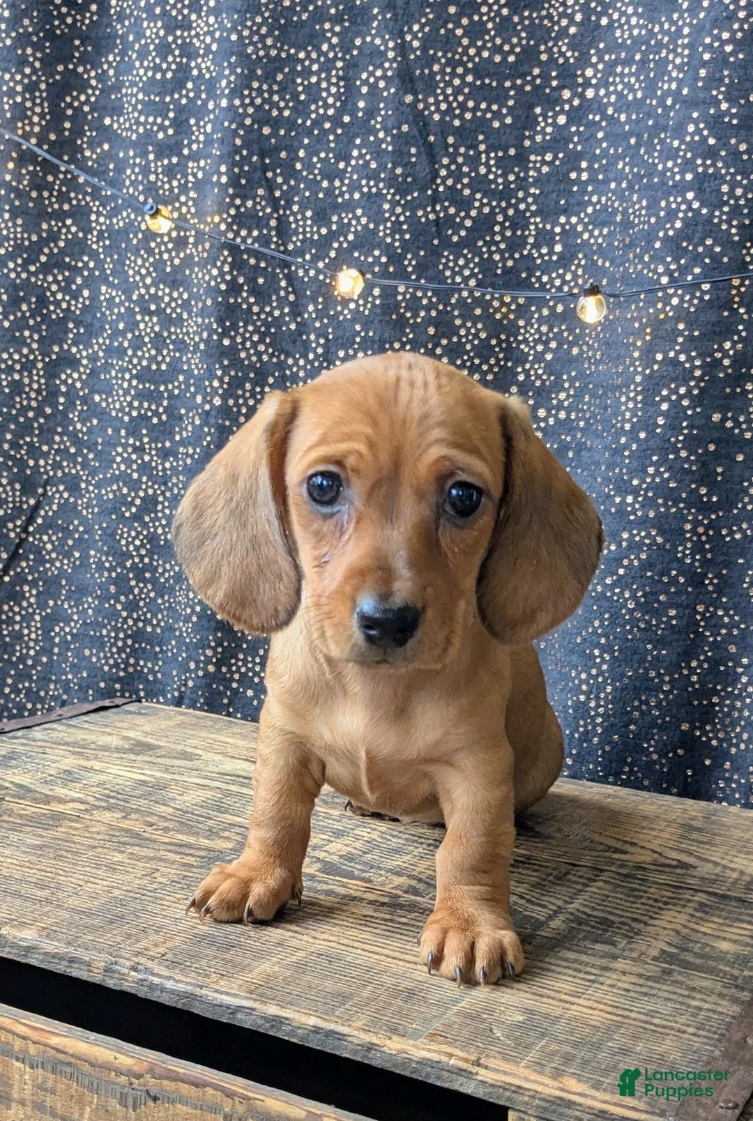 Dachshund dogs for sale: Belle - Ad 5