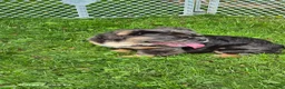 English Bulldog dogs for sale: Margo - Ad 3