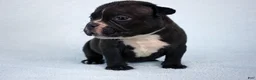 American Bully dogs for sale: Black Male - Ad 6