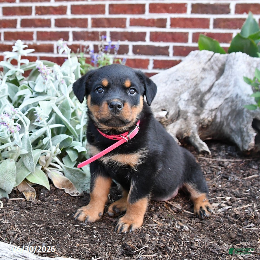 Rottweiler dogs Breeze - Ad 1