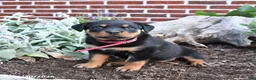 Rottweiler dogs for sale: Breeze - Ad 1